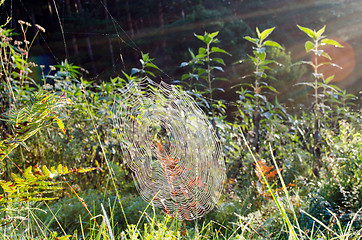 Image showing dewy spiderweb sunlight 