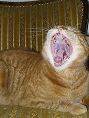 Image showing tomcat, yawn