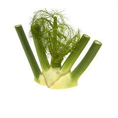 Image showing Fennel