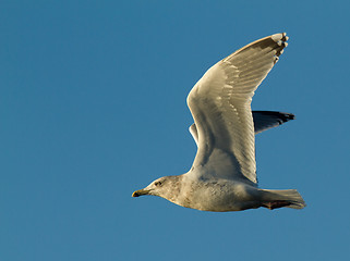 Image showing Seagull in flight