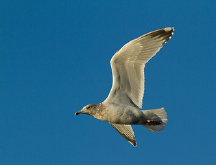 Image showing Seagull in flight