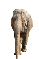 Image showing big elephant over white