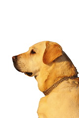 Image showing dog profile over white