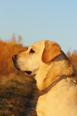 Image showing dog profile