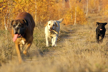 Image showing dogs coming with a stick