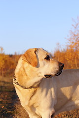 Image showing hunting dog in the woods