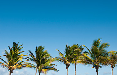 Image showing Palm trees