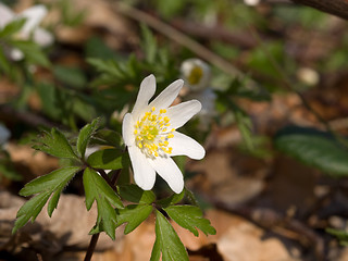 Image showing Anemone nemorosa