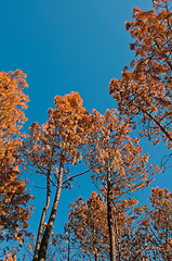 Image showing Forest after fire