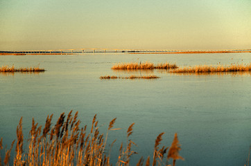 Image showing Reeds