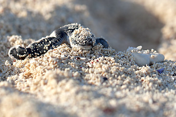 Image showing Green Sea Turtle Hatchling