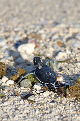 Image showing Green Sea Turtle Hatchling