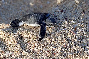 Image showing Green Sea Turtle Hatchling