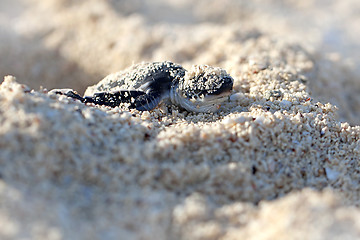 Image showing Green Sea Turtle Hatchling