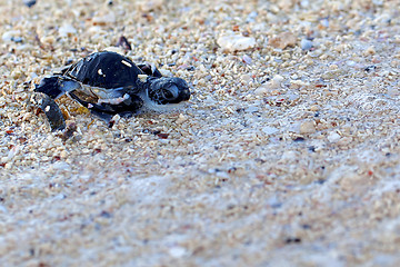 Image showing Green Sea Turtle Hatchling