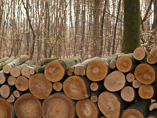 Image showing Firewood