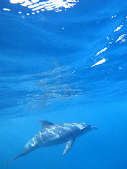 Image showing Wild Dolphins