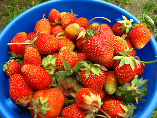 Image showing Basket of fresh strawberries 