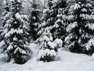 Image showing snowy trees