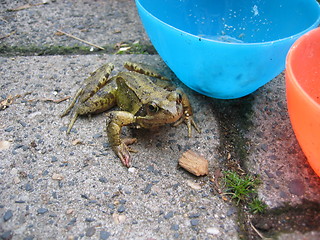 Image showing frog