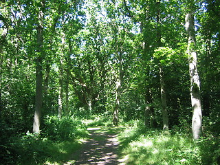 Image showing forest path