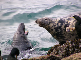 Image showing Seal Aggression