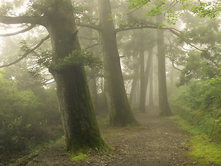 Image showing misty forest way in Japan 