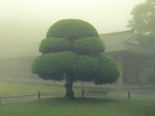 Image showing Japanese park tree
