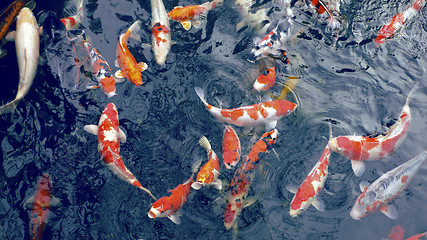 Image showing many carp fishes