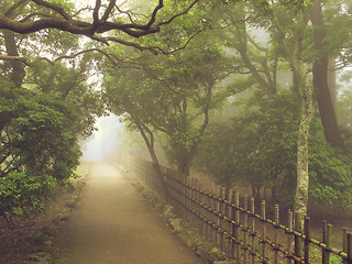 Image showing misty pathway