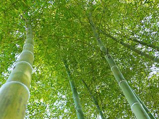 Image showing bamboo forest up
