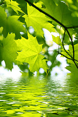 Image showing Branch of green maple and water