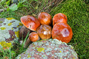 Image showing mushrooms riped red cap scaber stalk 