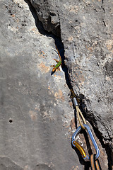 Image showing Sand lizard on rock and climbing equipment