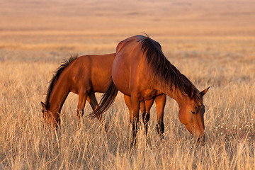 Image showing Two horses grazing in pasture