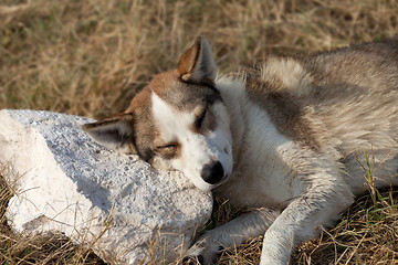 Image showing Homeless dog sleeps on stone for a pillow