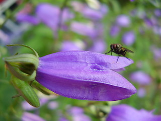 Image showing Flower and bug