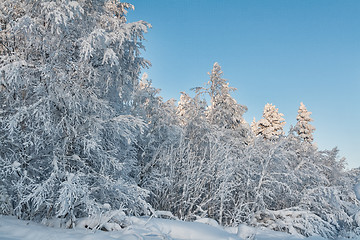 Image showing Winter snow-covered forest on the background of blue sky