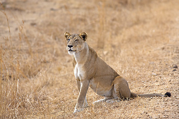 Image showing Wild lion