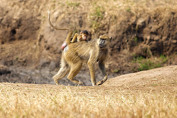 Image showing Baboon in the savannah