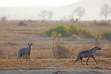 Image showing Hyena in sunrise