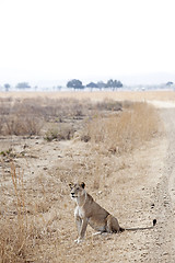 Image showing Wild lion