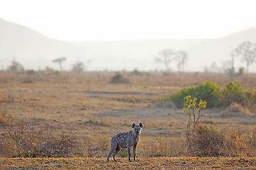 Image showing Hyena in sunrise