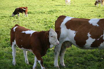 Image showing cow