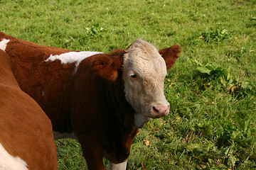 Image showing cow