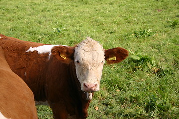 Image showing cow