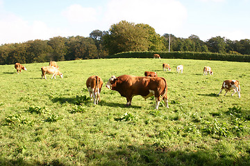 Image showing cow