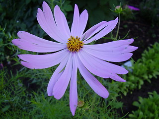 Image showing Flower