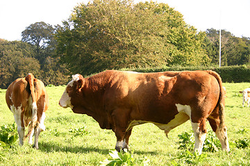 Image showing cow