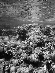 Image showing Underwater Scene of Great Barrier Reef